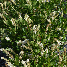 Plant Photo 8