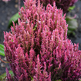 Plant Photo 5