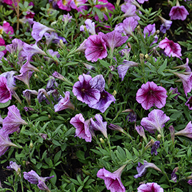 Plant Photo 1