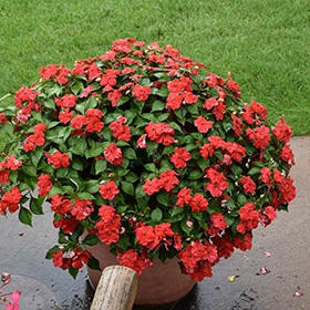 Plant Photo 9
