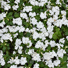Plant Photo 6