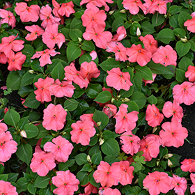 Plant Photo 8