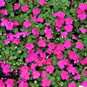 Plant Photo 7