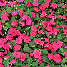 Plant Photo 10