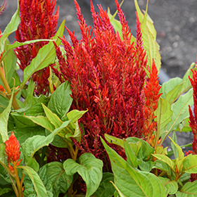 Plant Photo 6