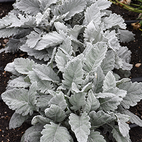 Plant Photo 3