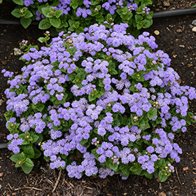 Plant Photo 9