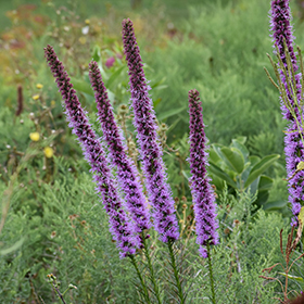 Plant Photo 7