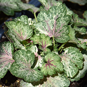 Plant Photo 4