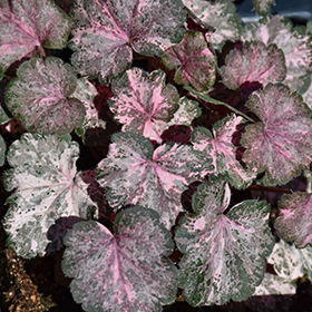 Plant Photo 2