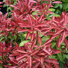 Plant Photo 2
