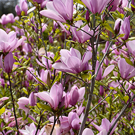 Plant Photo 5