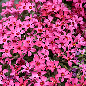 Plant Photo 3