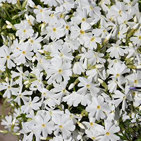 Plant Photo 6