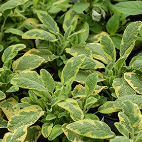 Plant Photo 8