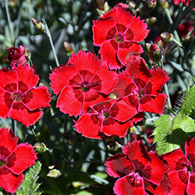 Plant Photo 3