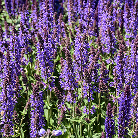 Plant Photo 6