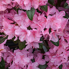 Plant Photo 6