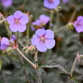 Plant Photo 1