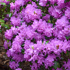 Plant Photo 10
