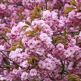 Plant Photo 8