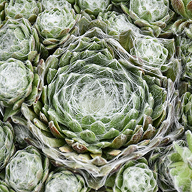 Plant Photo 5