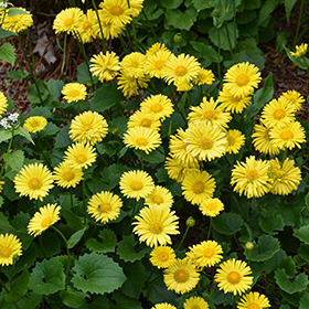 Plant Photo 3