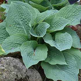 Plant Photo 9