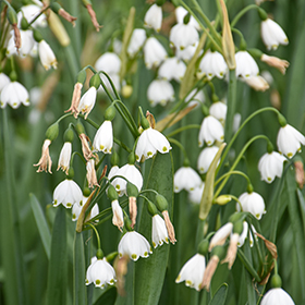 Plant Photo 6