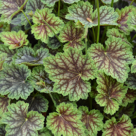 Plant Photo 4