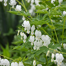 Plant Photo 10