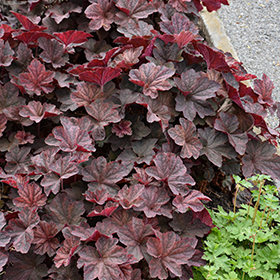 Plant Photo 8