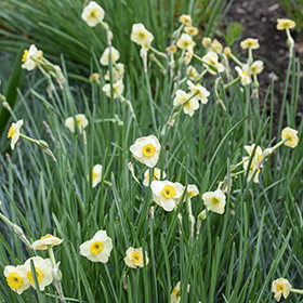 Plant Photo 5