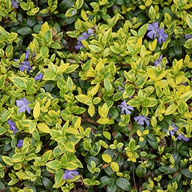 Plant Photo 8