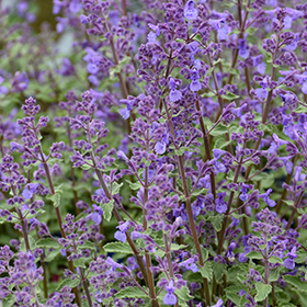 Plant Photo 2