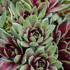 Plant Photo 9