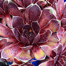Plant Photo 6