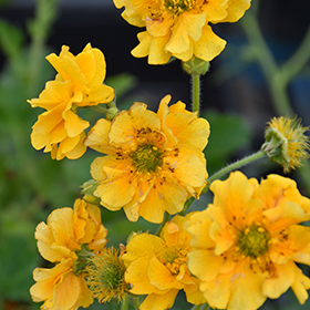 Plant Photo 3