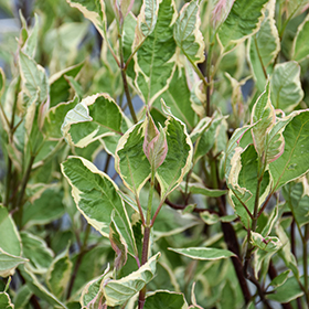 Plant Photo 8
