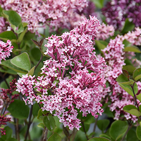 Plant Photo 3