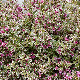 Plant Photo 1