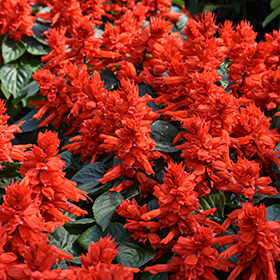 Plant Photo 7