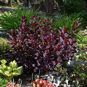 Plant Photo 2