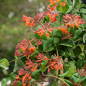 Plant Photo 10