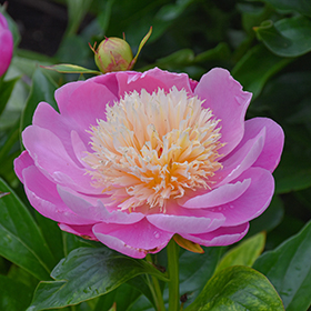 Plant Photo 8