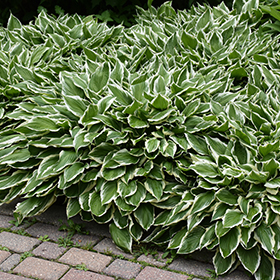 Plant Photo 3