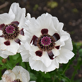 Plant Photo 3