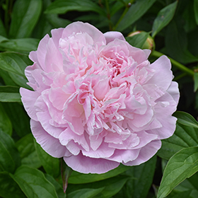 Plant Photo 4