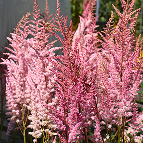 Plant Photo 7