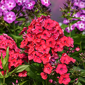 Plant Photo 7